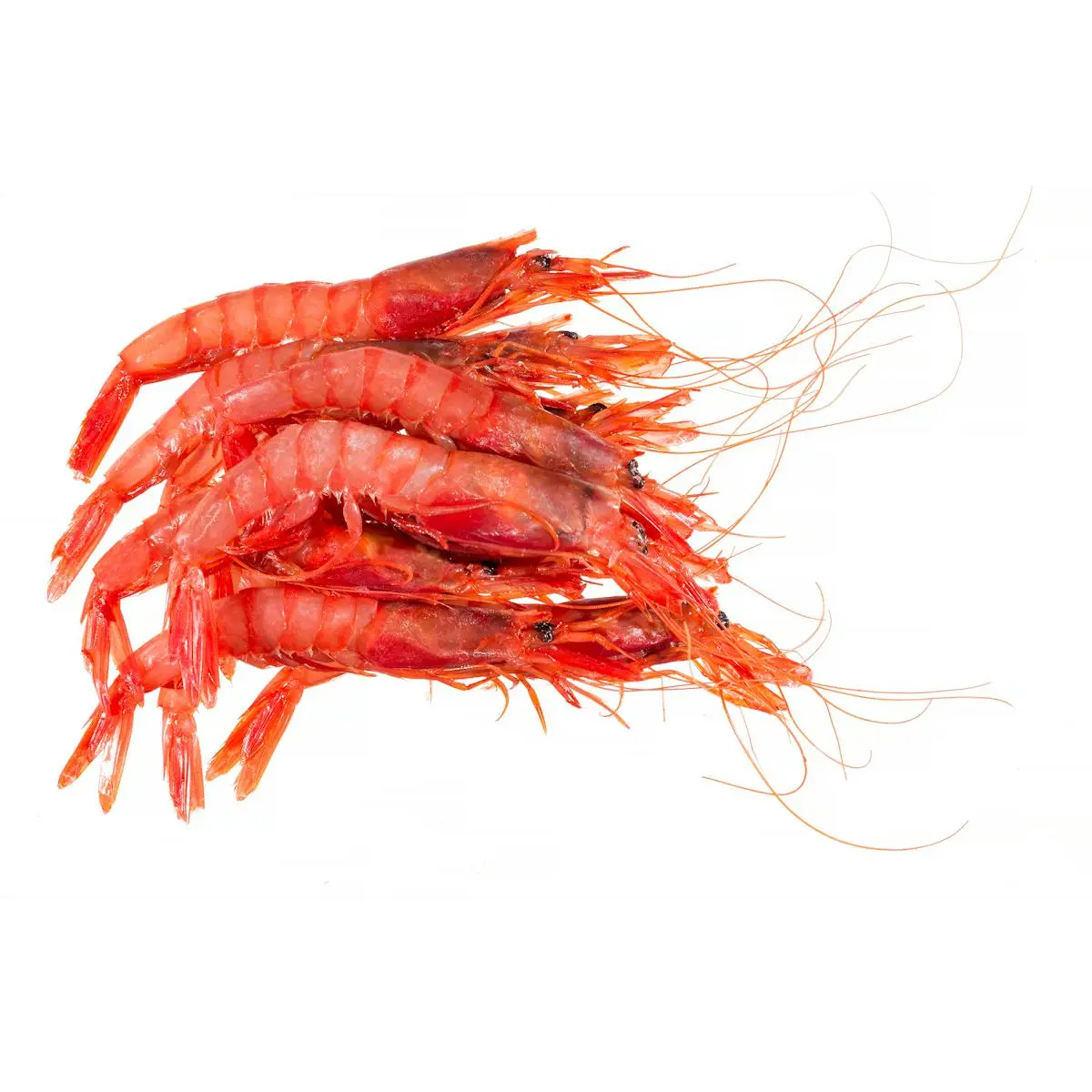 Gamba llistada petita congelada