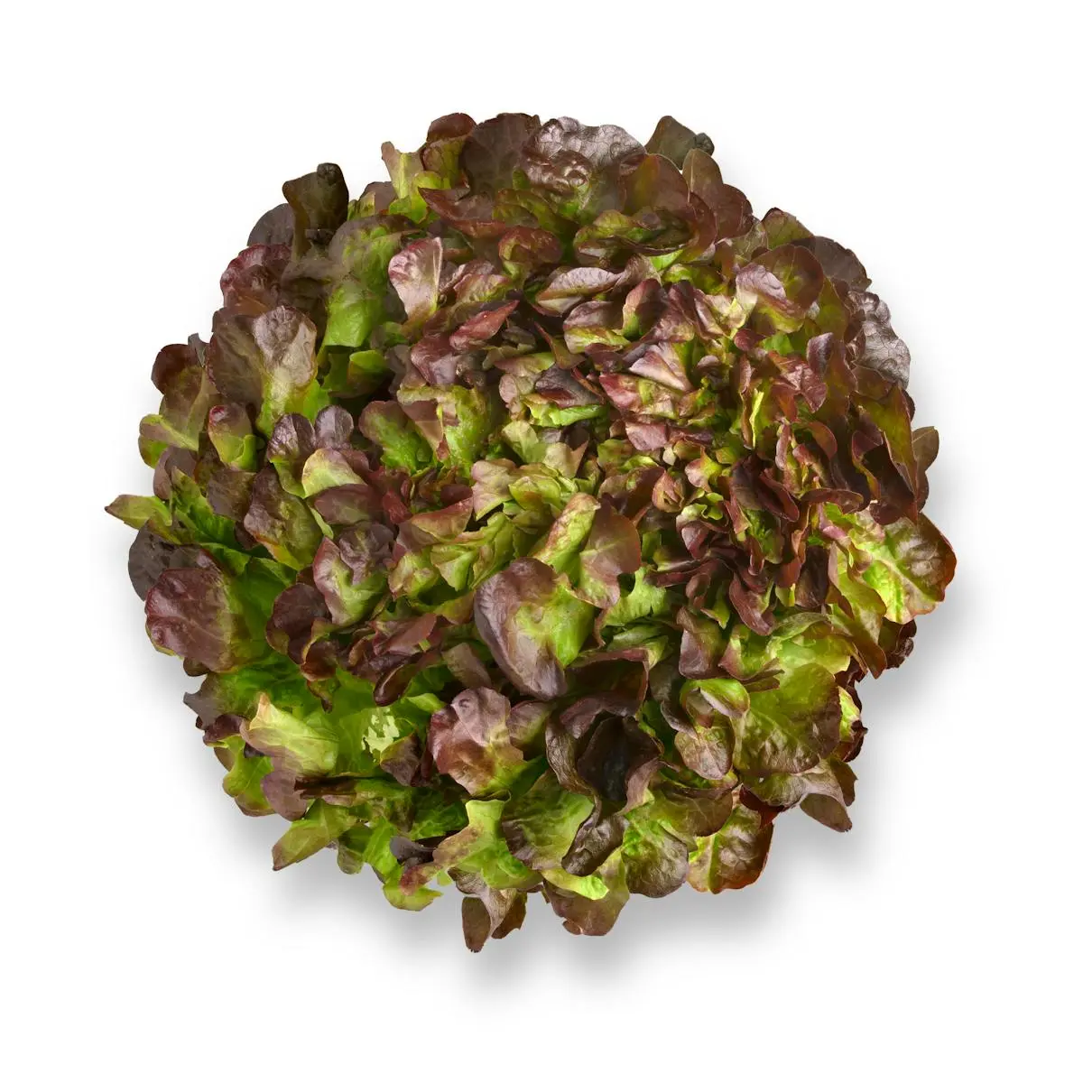 Oak Leaf Lettuce