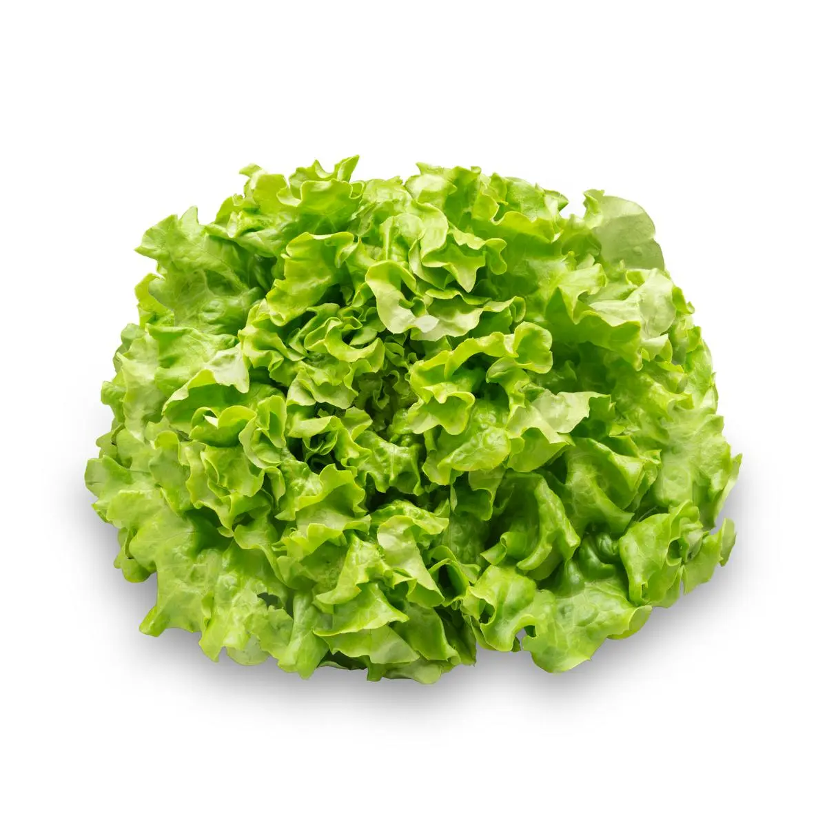 Lechuga Batavia