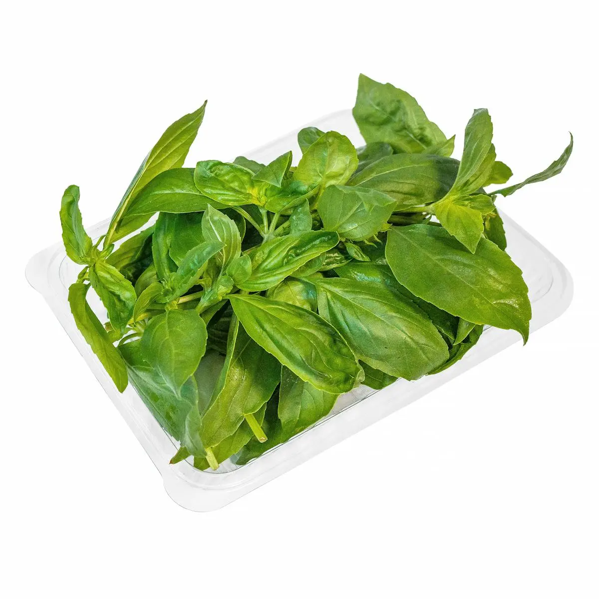 Basil