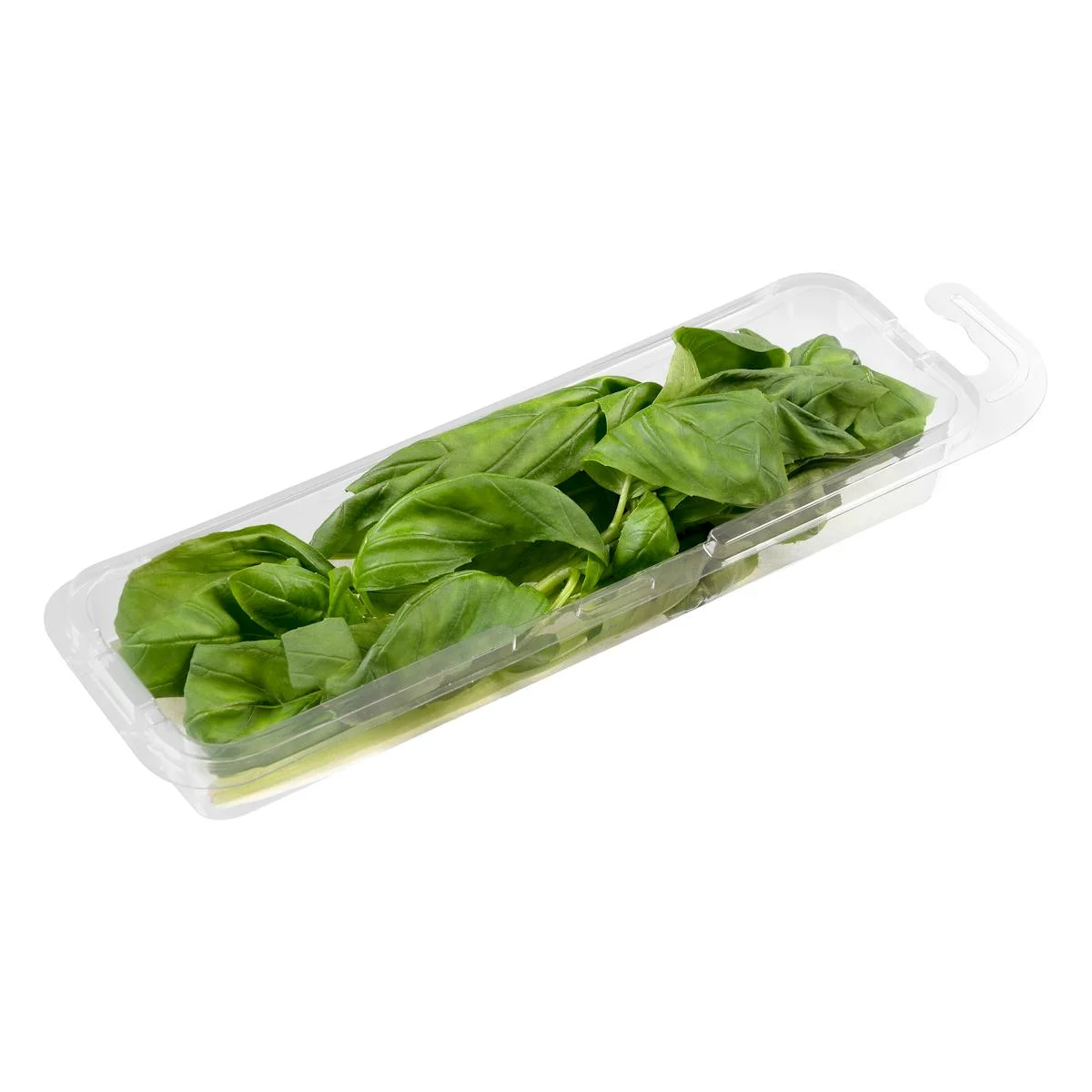 Basil