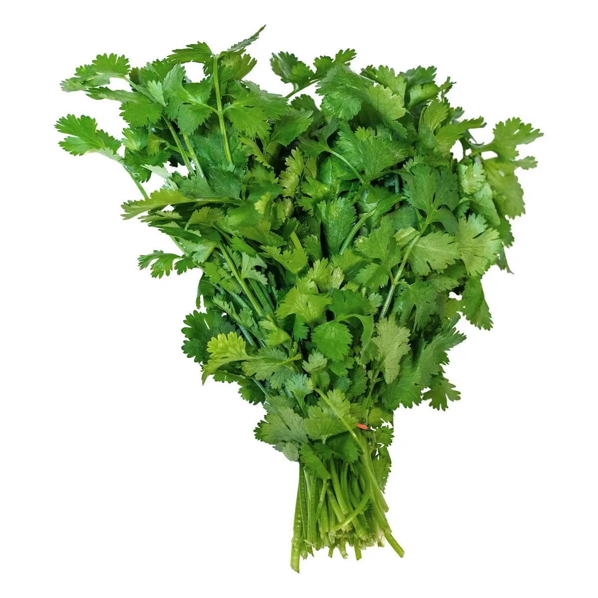 Coriander