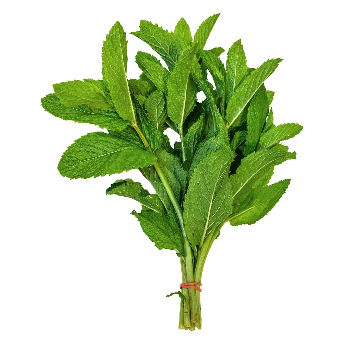 Menta