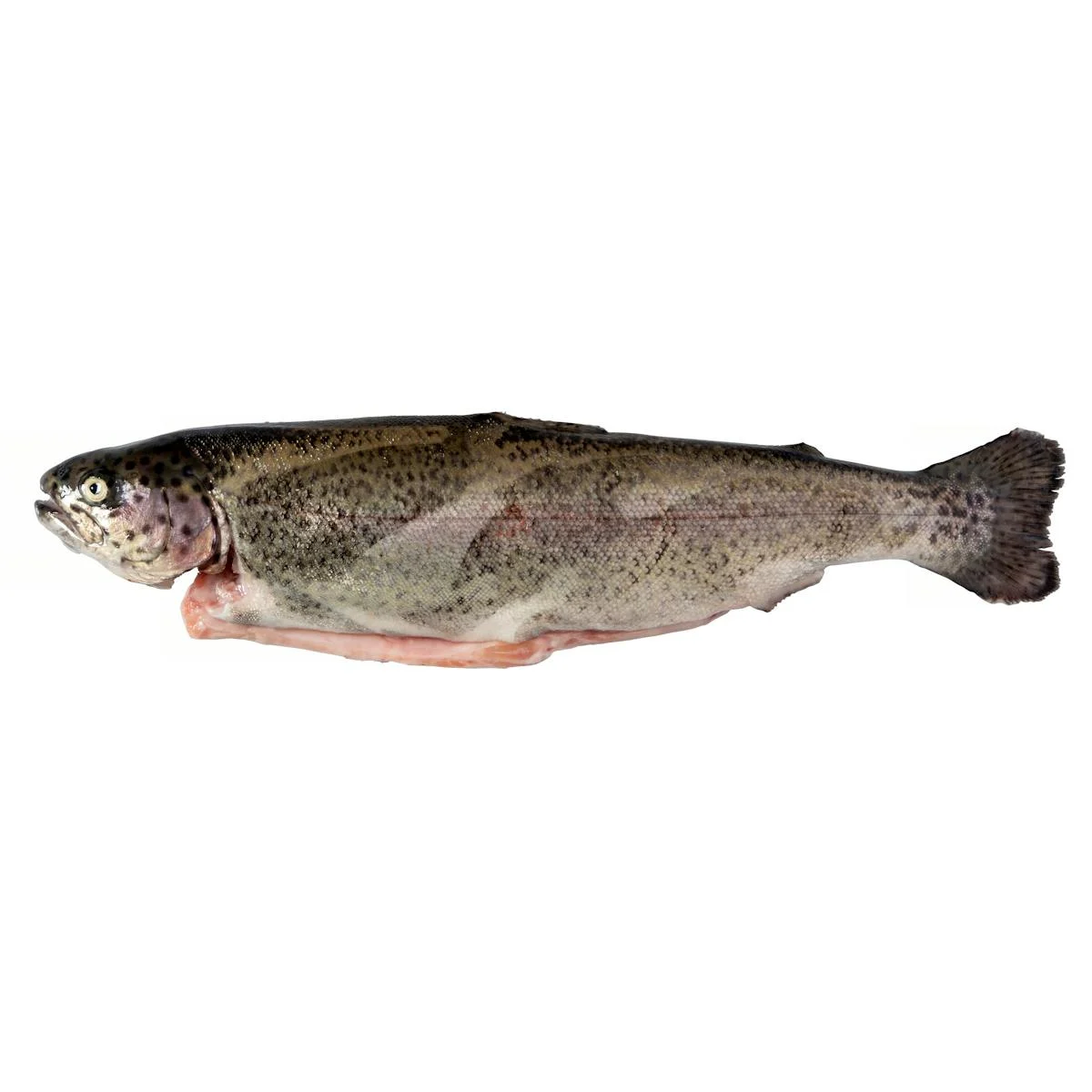 Trout without fins