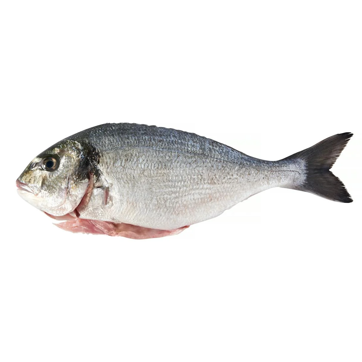 Clean sea bream with head