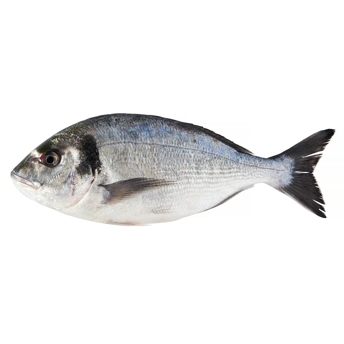 Dorade non vidée