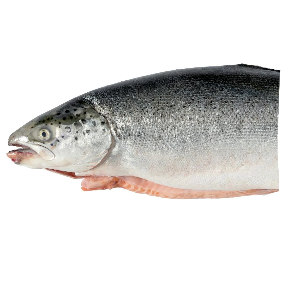 Salmó mitja peça sense aletes i sense escates