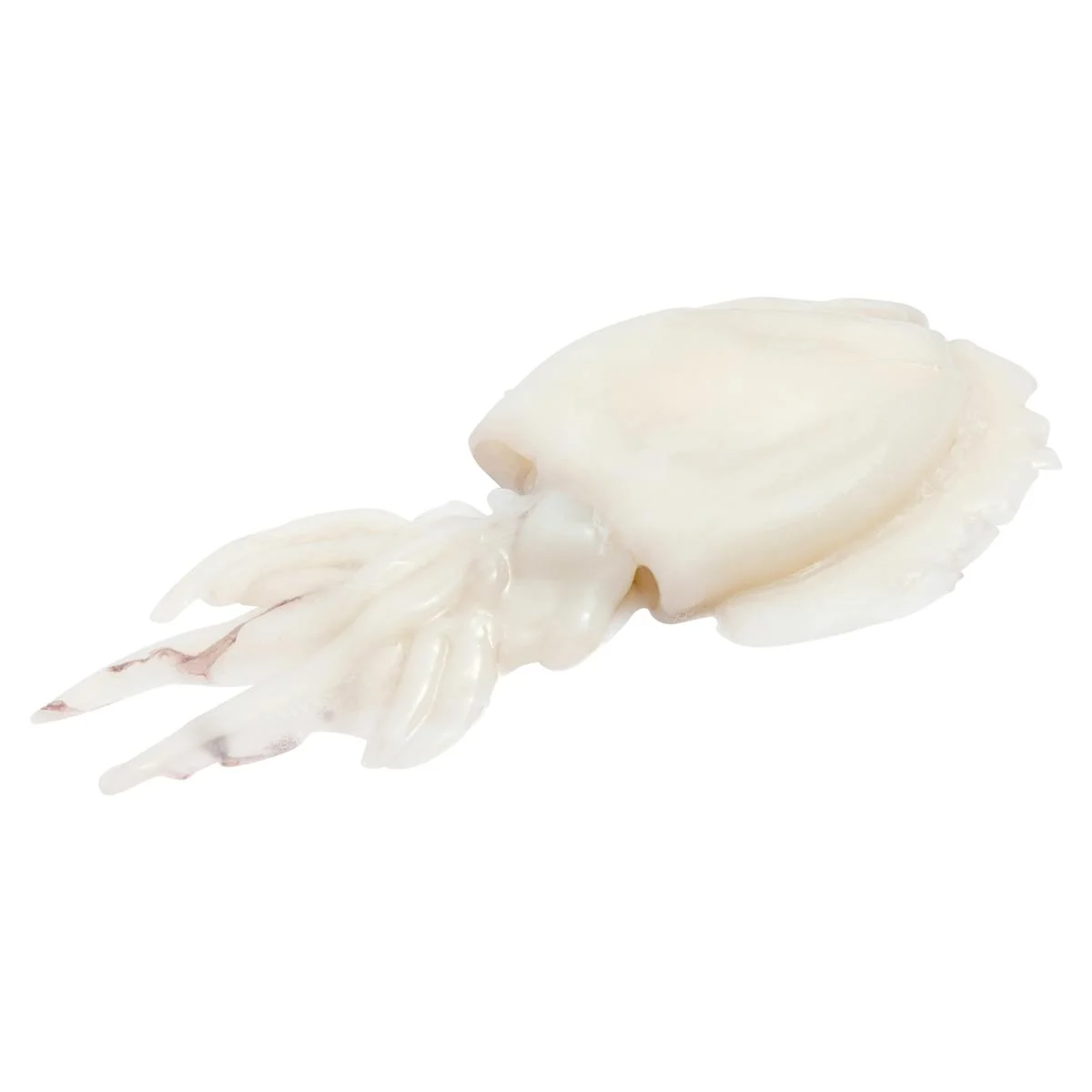 Cleaned cuttlefish