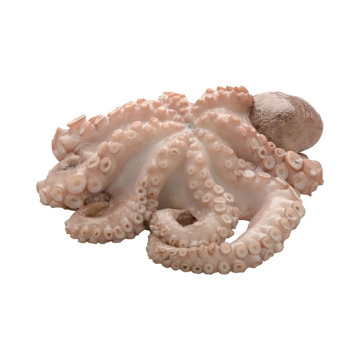 Roher aufgetauter Oktopus