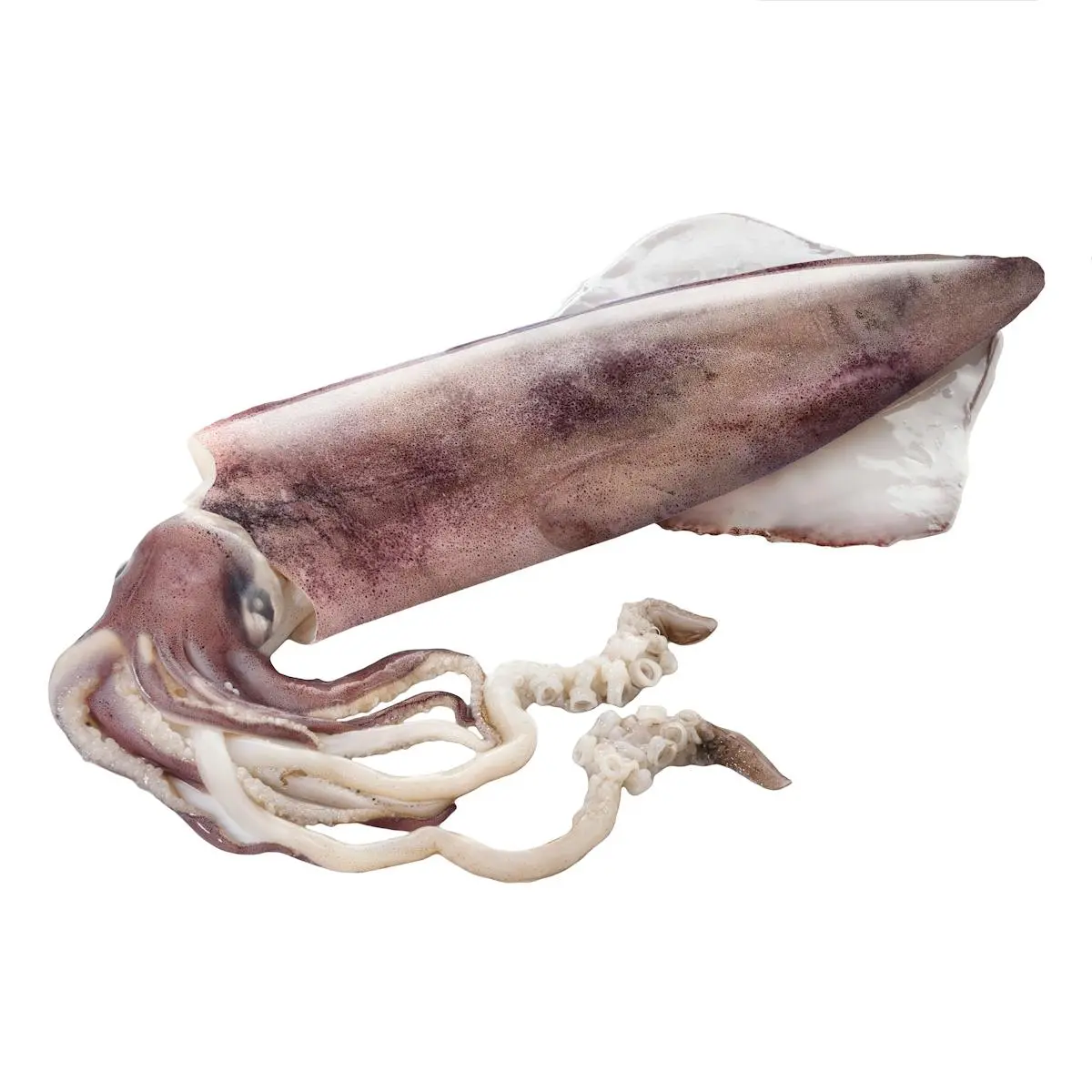 Defrosted uncleaned big squid Sahariano