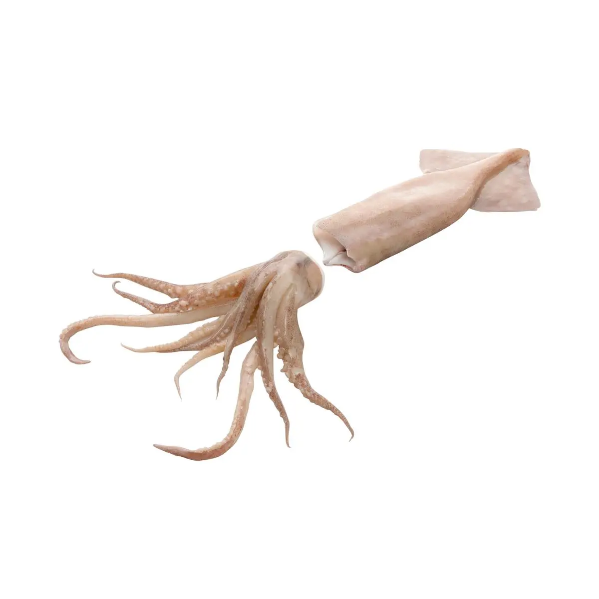 Clean squid without quill and gut