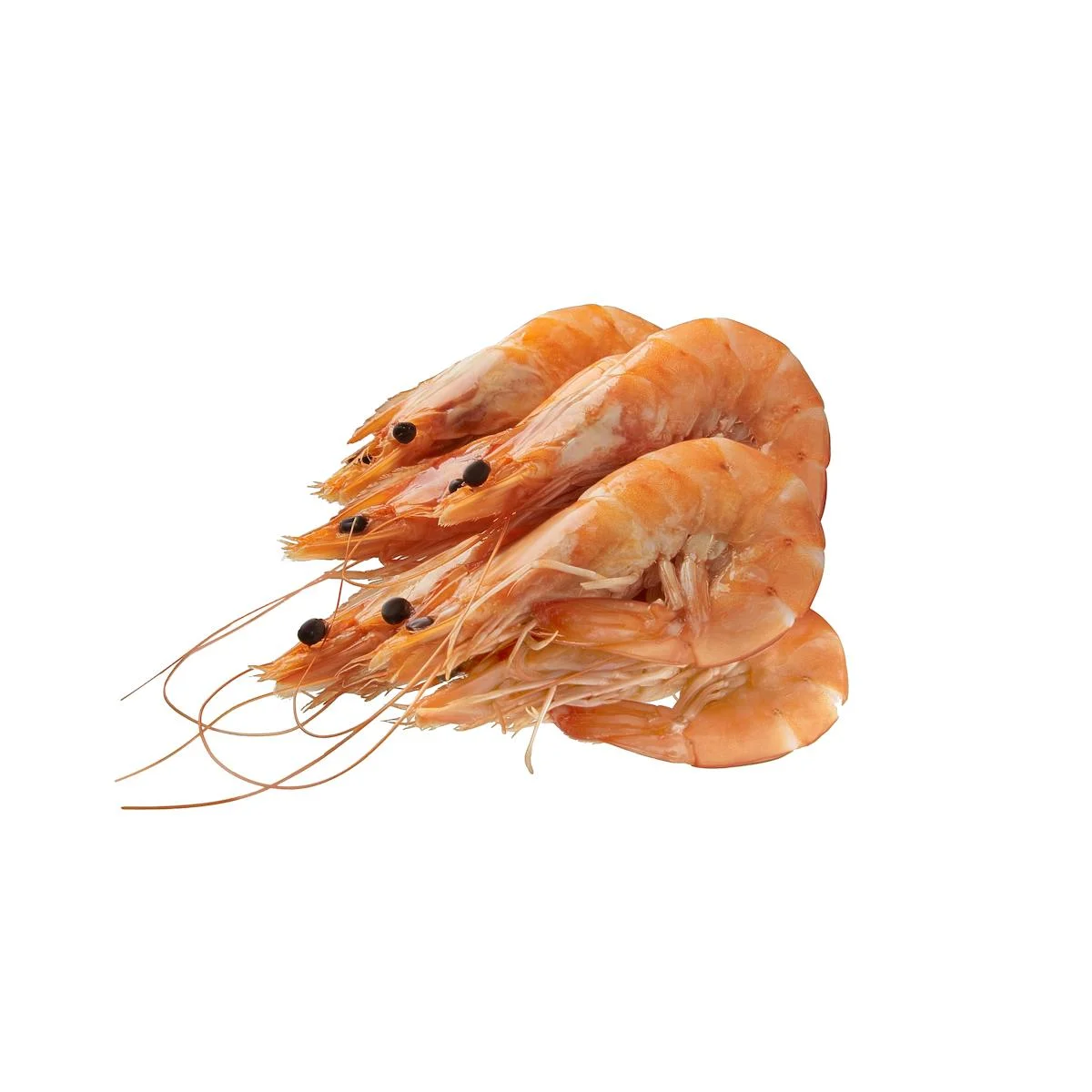 Gekochte Garnele