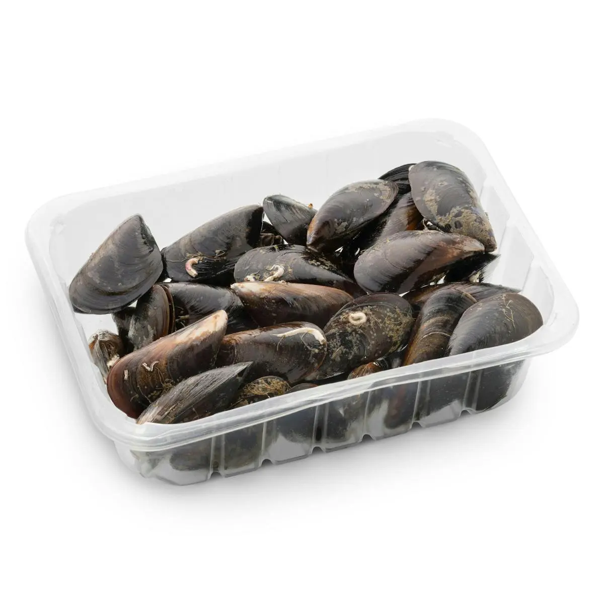 Live mussel