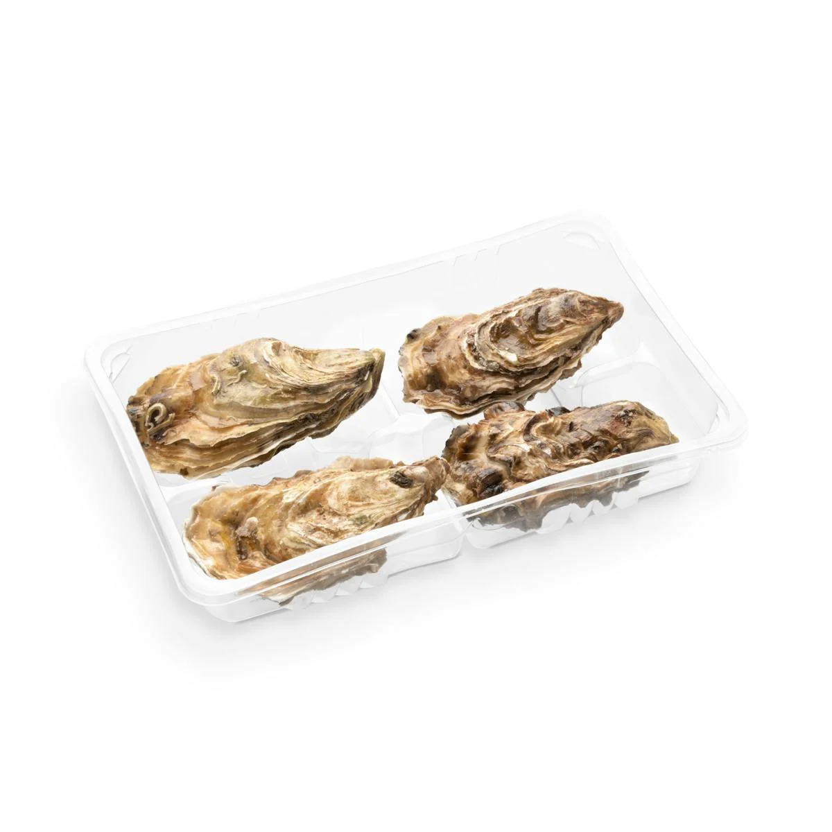 Live Oyster