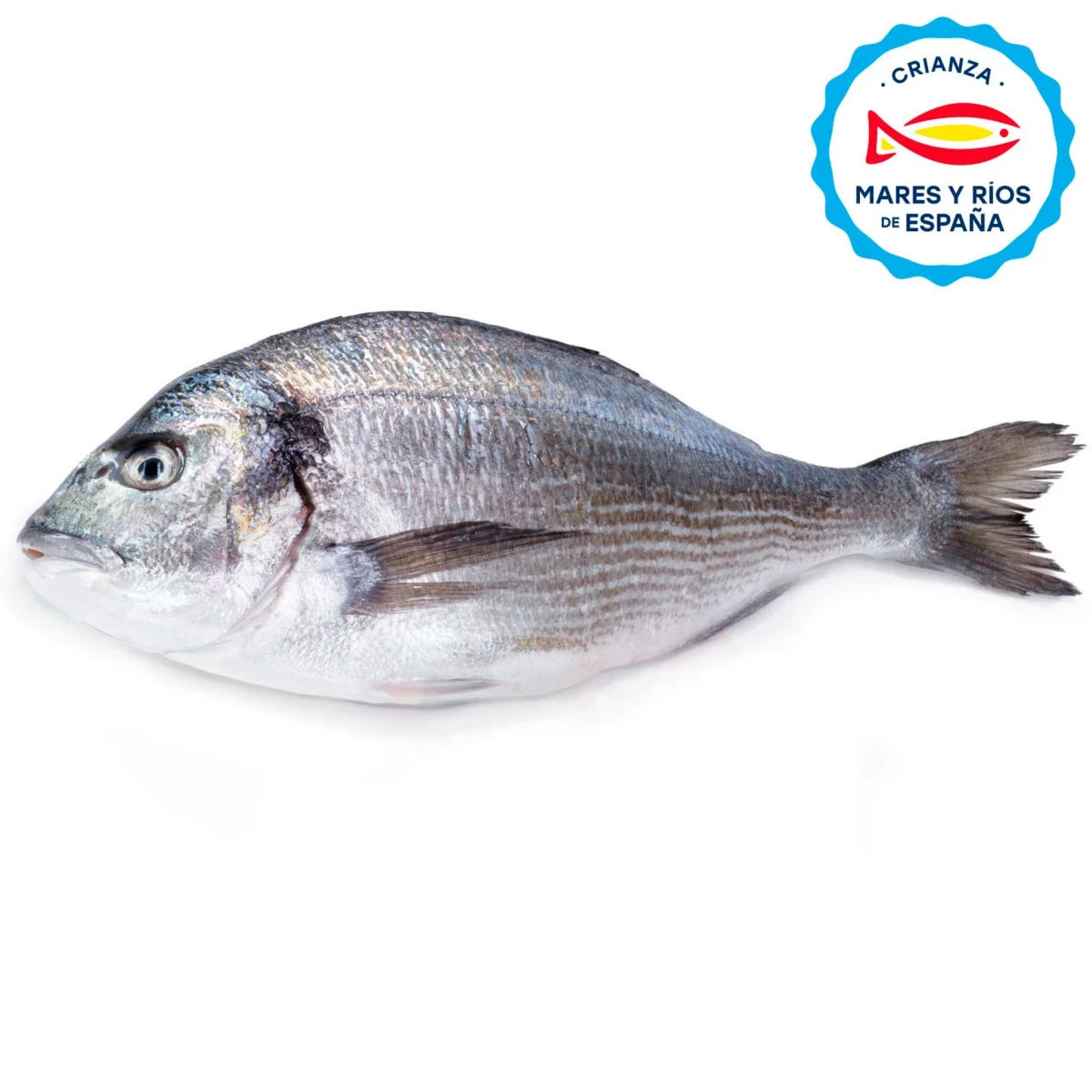 Dorade d’élevage d’Espagne