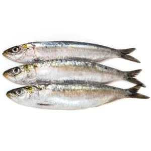 Sardine