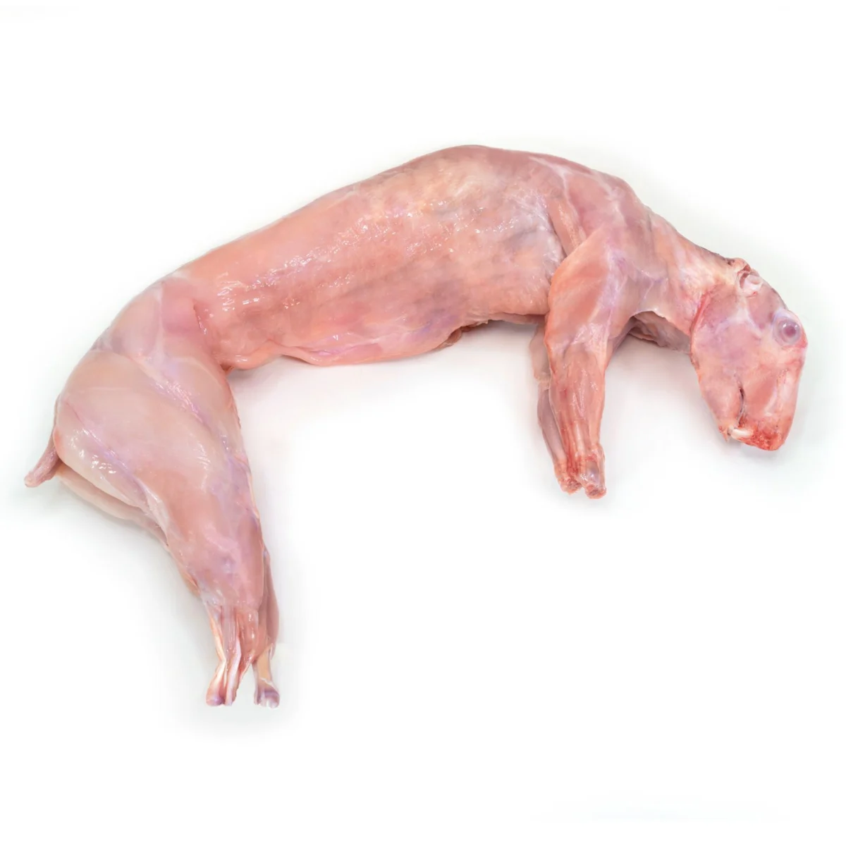 Rabbit