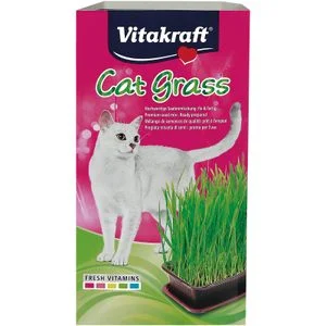 Herbe à chat Vitakraft
