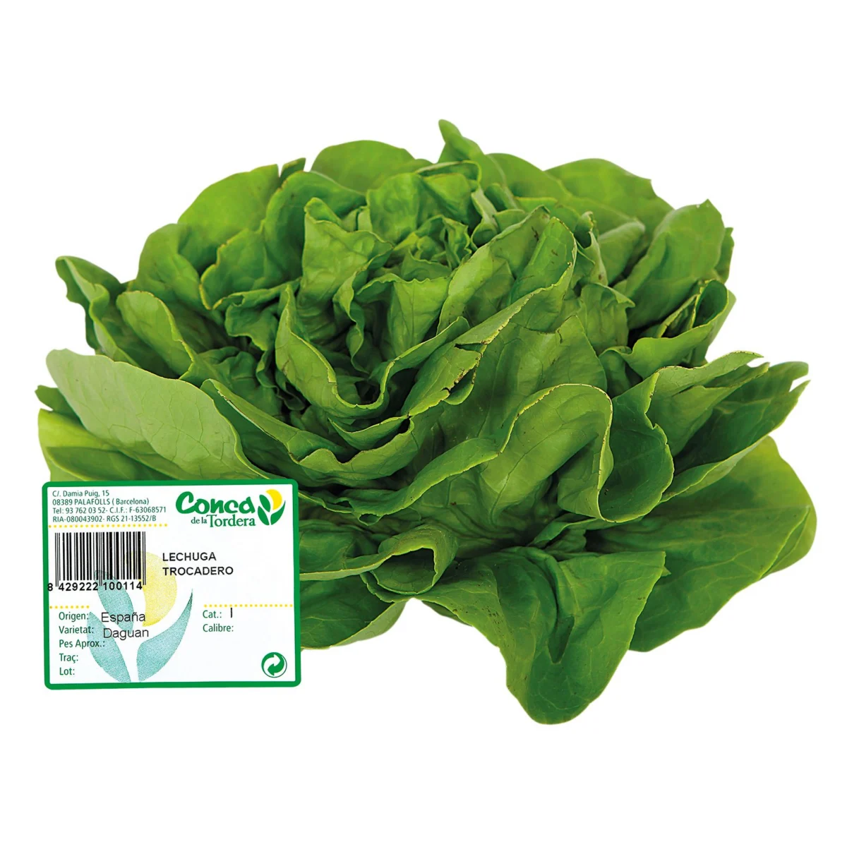 Lechuga Trocadero Peso Aproximado 300 gr