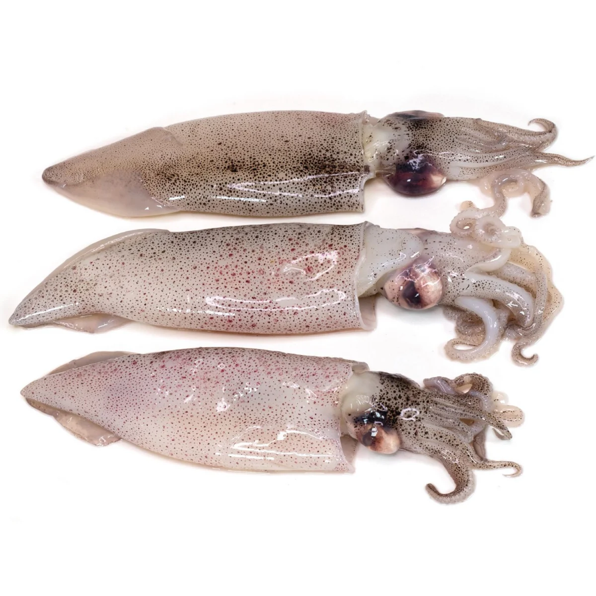 Squid