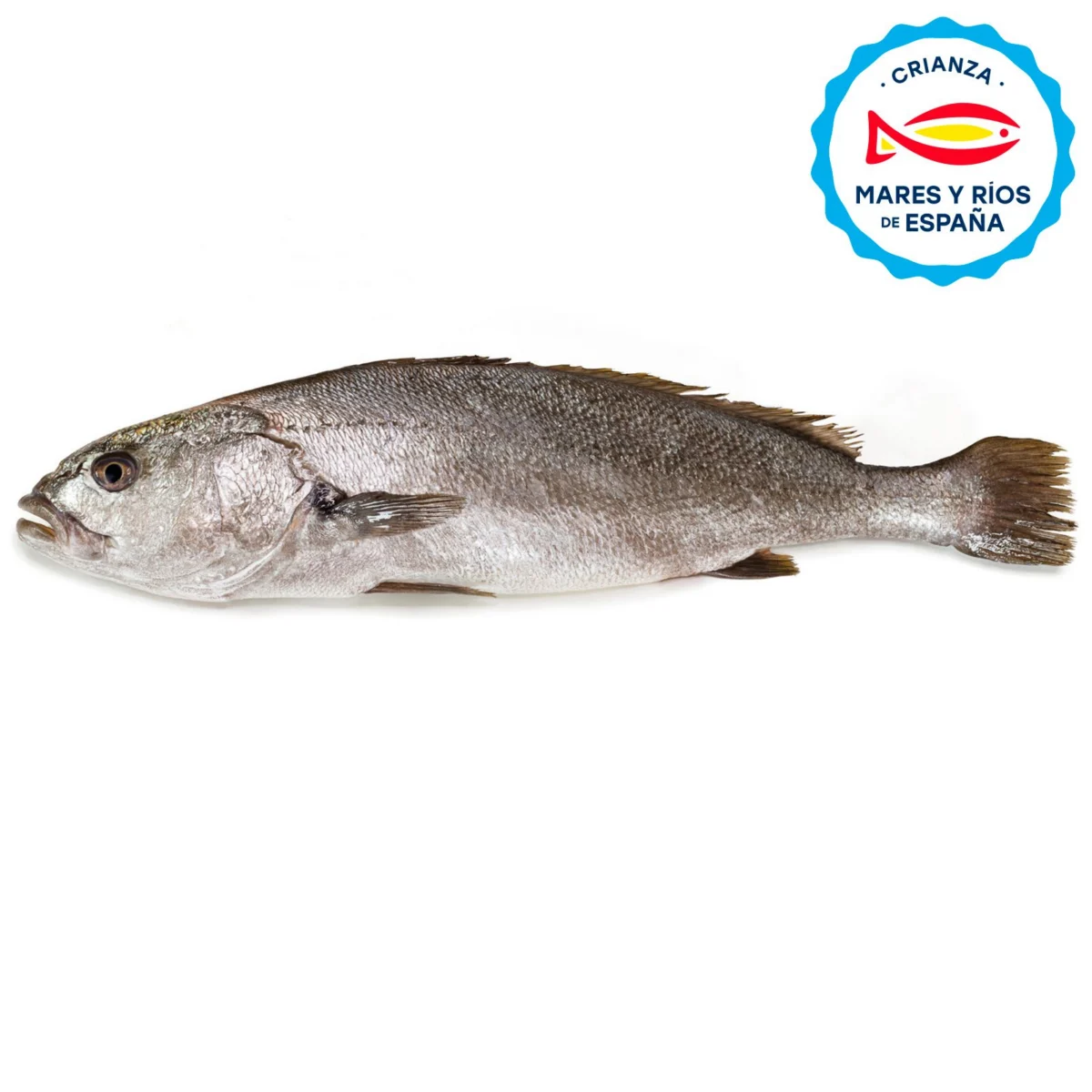 Corvina Entera/Mitades Crianza de España Rex