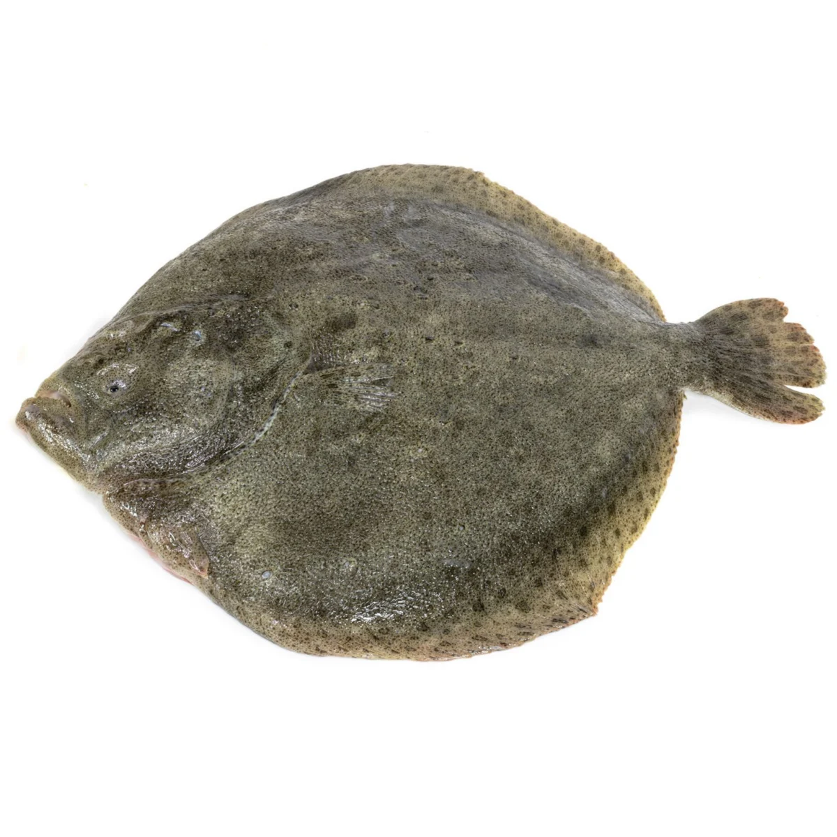 Turbot entier ou en moitié